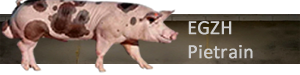 EGZH Pietrain