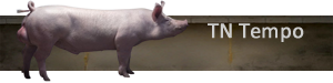 TN Tempo